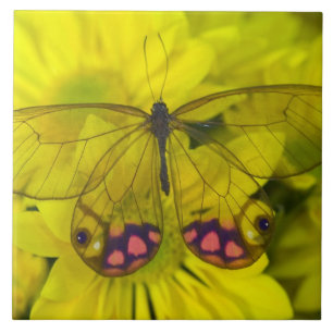 Vlinder op gele bloemen tegeltje