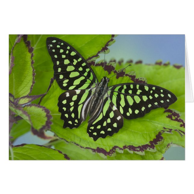 Vlinder op Groen (Voorkant Horizontaal)