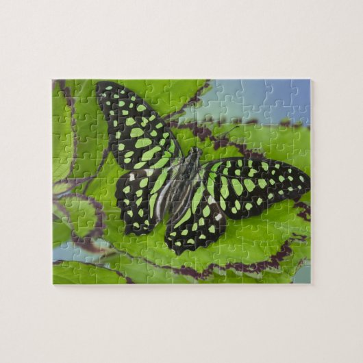 Vlinder op Groen Legpuzzel (Horizontaal)