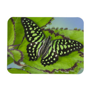 Vlinder op Groen Magneet