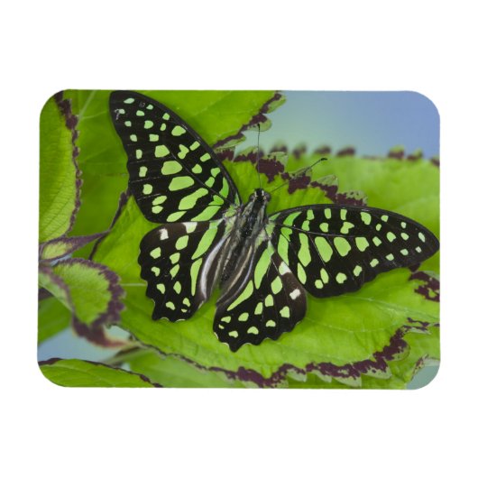 Vlinder op Groen Magneet (Horizontaal)
