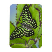 Vlinder op Groen Magneet (Verticaal)