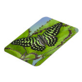 Vlinder op Groen Magneet (Linkerzijde)
