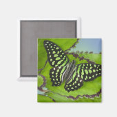 Vlinder op Groen Magneet (Voorkant / Achterkant)