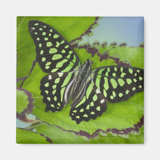 Vlinder op Groen Magneet (Voorkant)