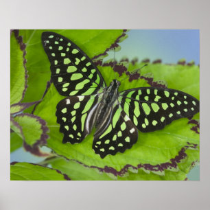 Vlinder op Groen Poster