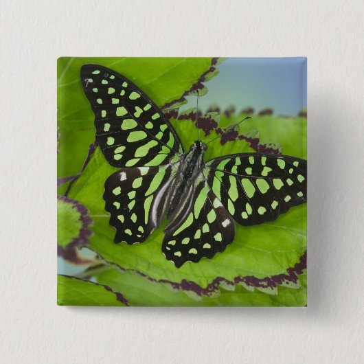 Vlinder op Groen Vierkante Button 5,1 Cm (Voorkant)
