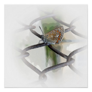 vlinder op hek perfect poster