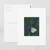 Vlinder op het Briefkaart van Lavendel (Voorkant / Achterkant)