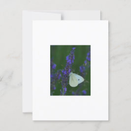 Vlinder op het Briefkaart van Lavendel