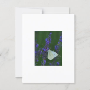 Vlinder op het Briefkaart van Lavendel