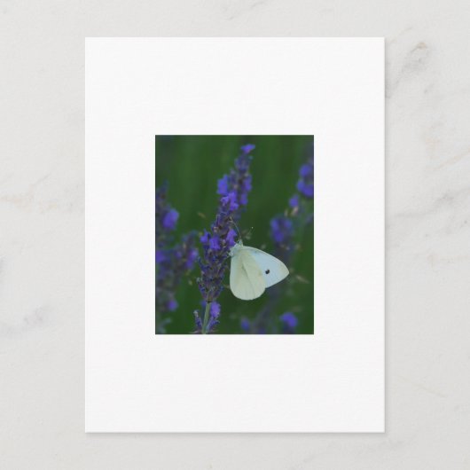Vlinder op het Briefkaart van Lavendel (Voorkant)