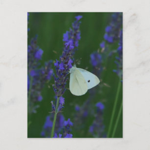 Vlinder op lavendel ansichtkaart feestdagenkaart
