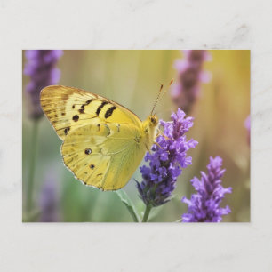 Vlinder op Lavendel Briefkaart