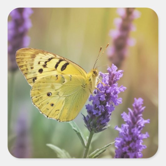 Vlinder op lavendel vierkante sticker (Voorkant)