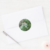 Vlinder op Mountain Mint (Pycnanthemum) sticker (Envelop)
