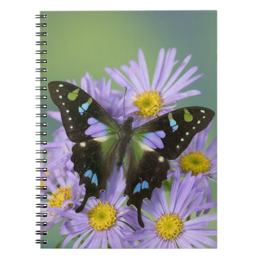 Vlinder op Paars Notitieboek (Voorkant)