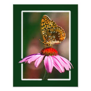 Vlinder op Paarse Coneflower Foto Afdruk