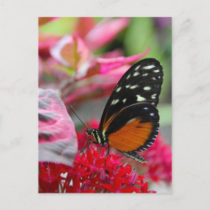 Vlinder op Rode Bloemen Foto Ansichtkaart Briefkaart