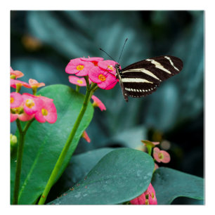 Vlinder op Roze Bloem Fotografie Perfect Poster