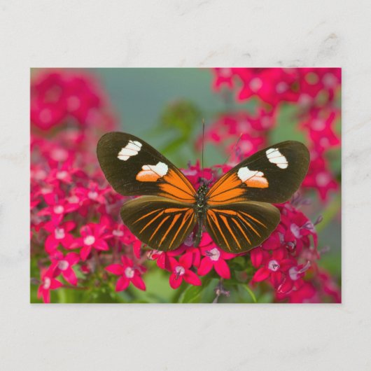 Vlinder op Roze Bloemen Briefkaart (Voorkant)