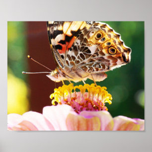Vlinder op Roze Zinnia Natuur Fotografie Poster