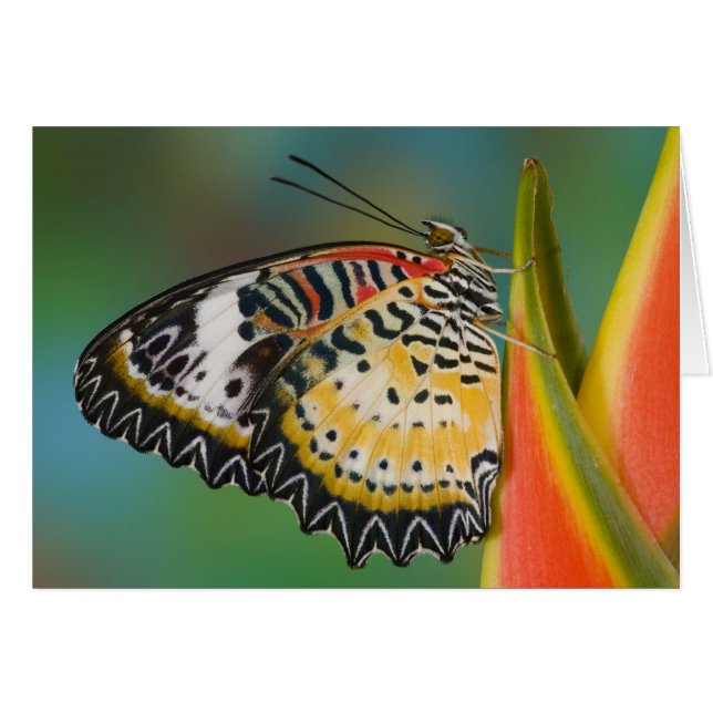 Vlinder op tropische bloem (Voorkant Horizontaal)