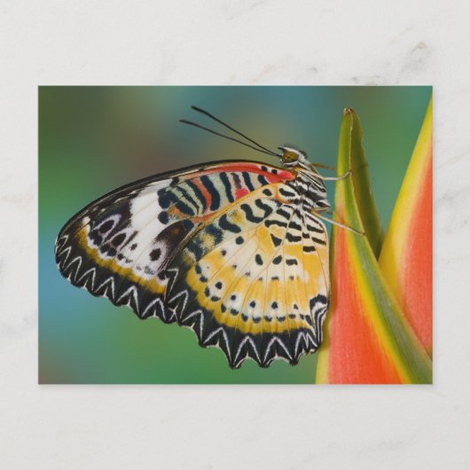 Vlinder op tropische bloem briefkaart (Voorkant)