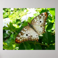 Vlinder op tropische jasmijn-natuurfotografie