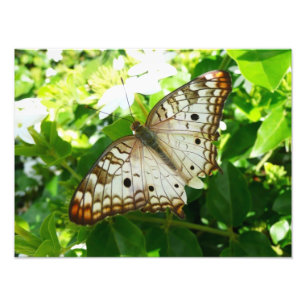 Vlinder op tropische natuurfotografie van Jasmine Foto Afdruk