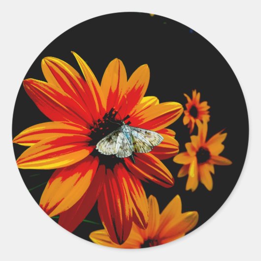 Vlinder op vurige Oranje bloem - Bold Natuur Art Ronde Sticker (Voorkant)