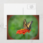Vlinder op Zinnia Briefkaart (Voorkant / Achterkant)