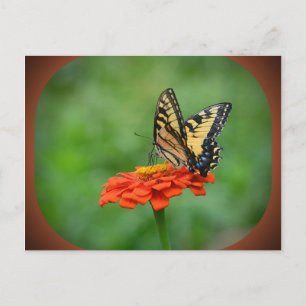 Vlinder op Zinnia Briefkaart