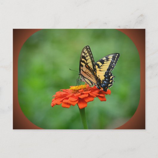 Vlinder op Zinnia Briefkaart (Voorkant)