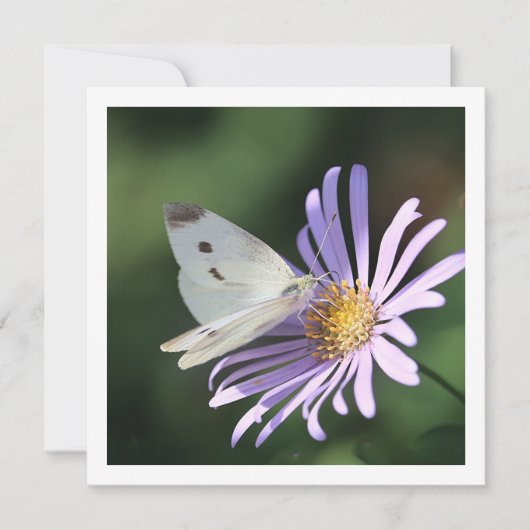 Vlinder op zomerbloem plat Wenskaart Kaart (Voorkant)