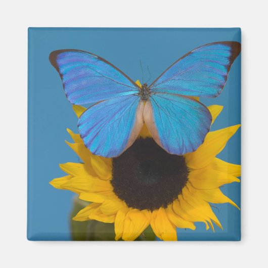 Vlinder op zonnebloem magneet (Voorkant)