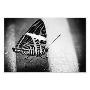 vlinder oversteken foto afdruk