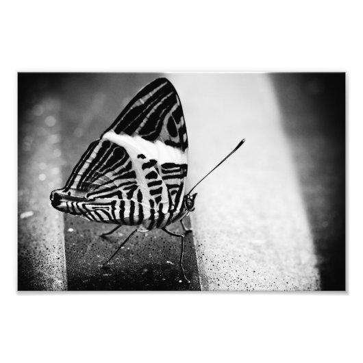vlinder oversteken foto afdruk (Voorkant)