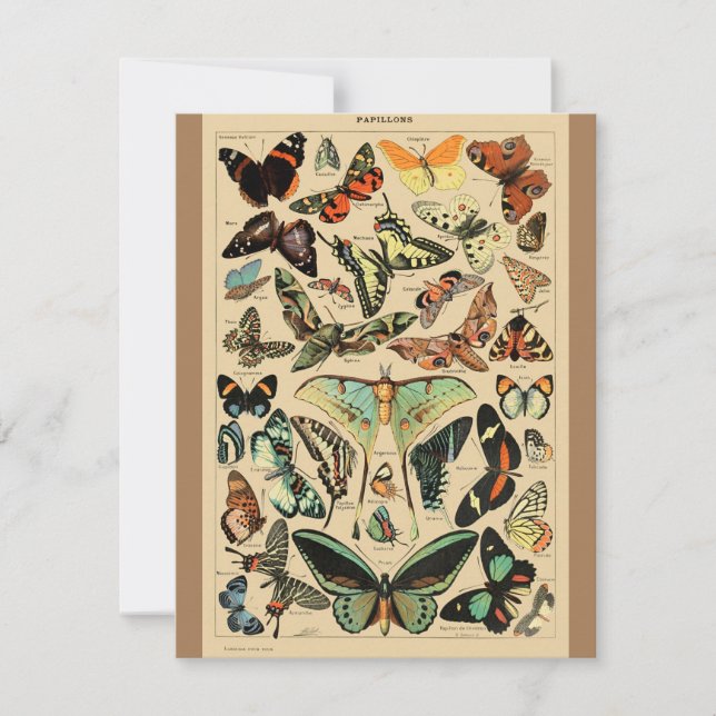  vlinder Papillon oude illustratie (Voorkant)