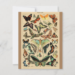  vlinder Papillon oude illustratie
