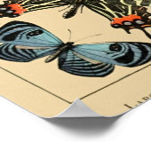 vlinder Papillon oude illustratie Poster (Hoek)