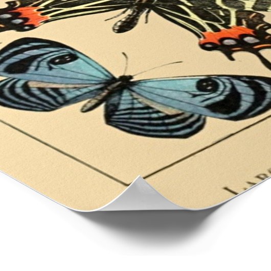 vlinder Papillon oude illustratie Poster (Hoek)