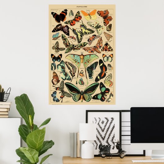  vlinder Papillon oude illustratie Poster (Thuiskantoor)
