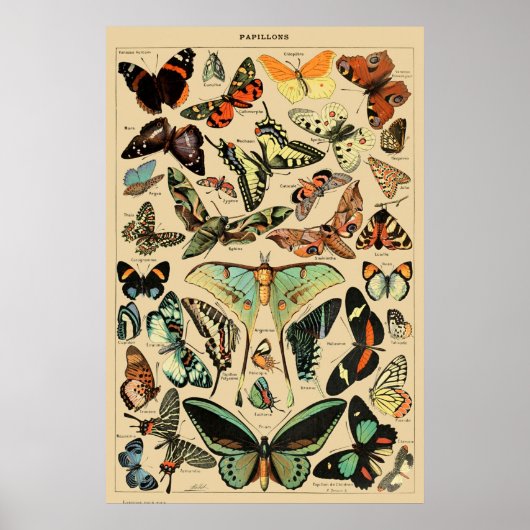 vlinder Papillon oude illustratie Poster (Voorkant)