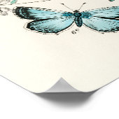 vlinder Papillon oude illustratie Poster (Hoek)