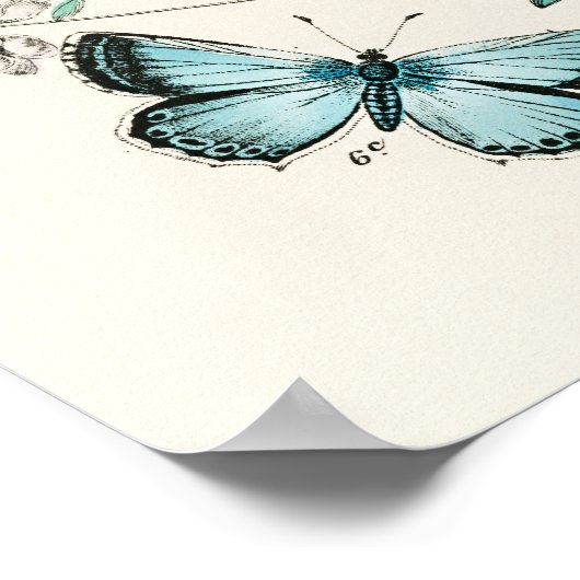  vlinder Papillon oude illustratie Poster (Hoek)