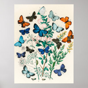 vlinder Papillon oude illustratie Poster