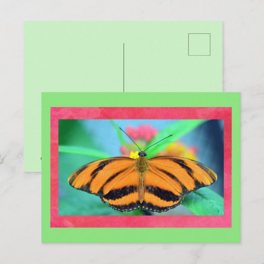 Vlinder Posed Briefkaart (Voorkant / Achterkant)