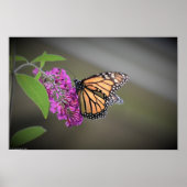 Vlinder, Poster (Voorkant)