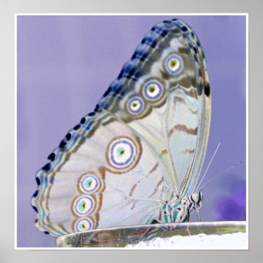 vlinder poster (Voorkant)